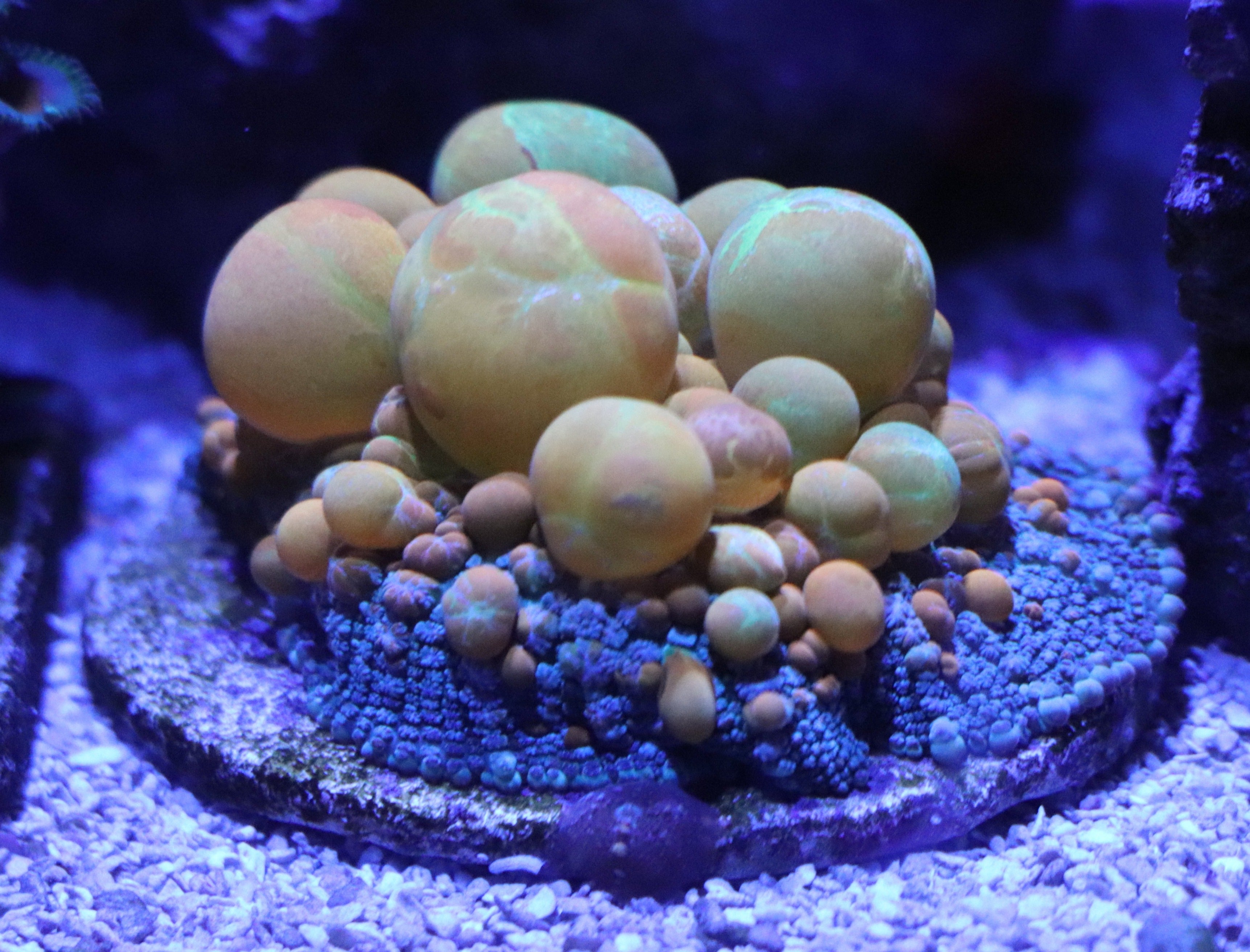 WWC OG Bounce mushroom – The Aquatic Apothecary